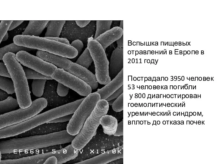 Вспышка пищевых отравлений в Европе в 2011 году Пострадало 3950 человек 53