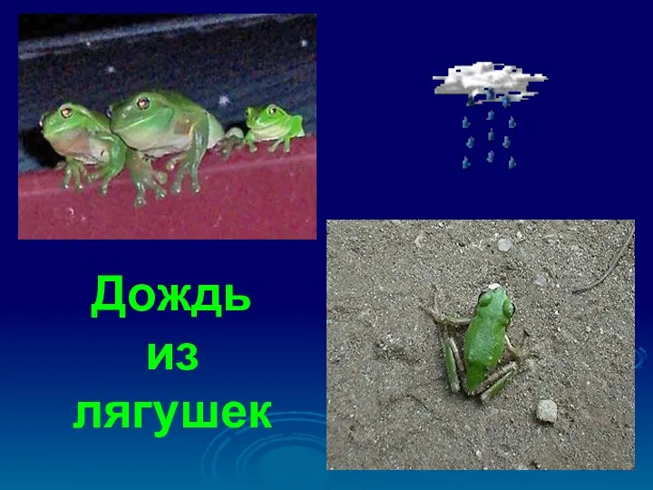 Дождь из лягушек