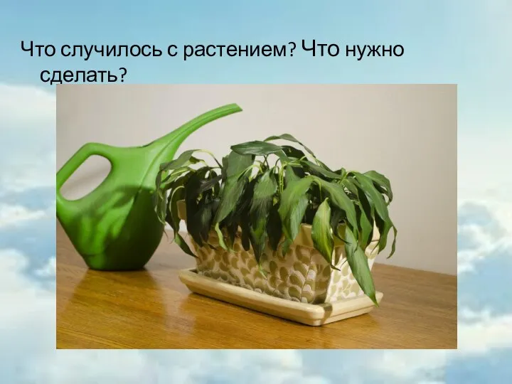 Что случилось с растением? Что нужно сделать?