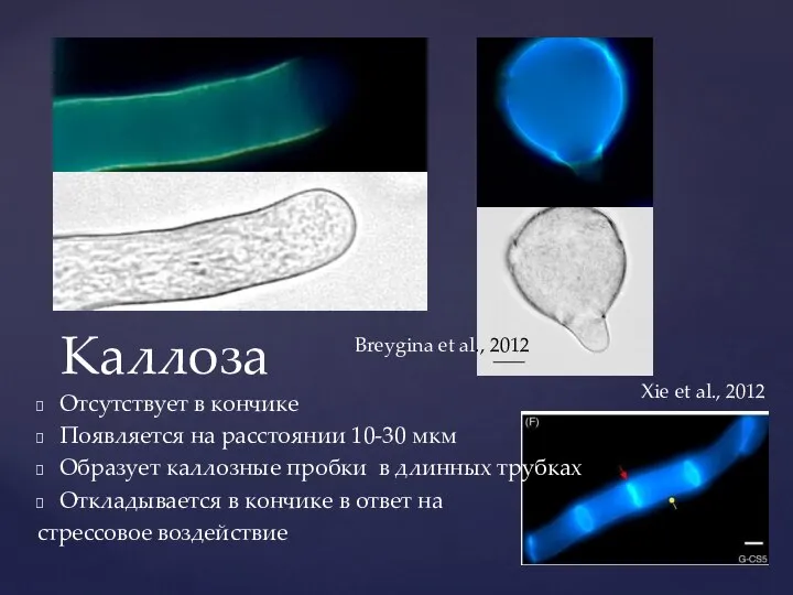 Каллоза Breygina et al., 2012 Xie et al., 2012 Отсутствует в кончике