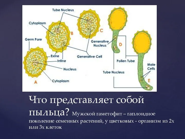 Что представляет собой пыльца? Мужской гаметофит – гаплоидное поколение семенных растений, у