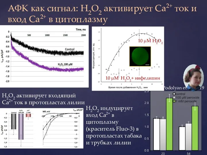 АФК как сигнал: H2O2 активирует Ca2+ ток и вход Ca2+ в цитоплазму