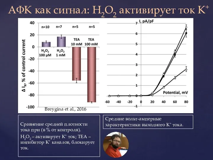 АФК как сигнал: H2O2 активирует ток K+ Сравнение средней плотности тока при