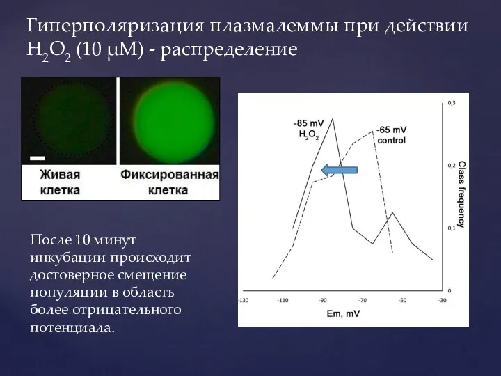 Гиперполяризация плазмалеммы при действии H2O2 (10 μМ) - распределение После 10 минут