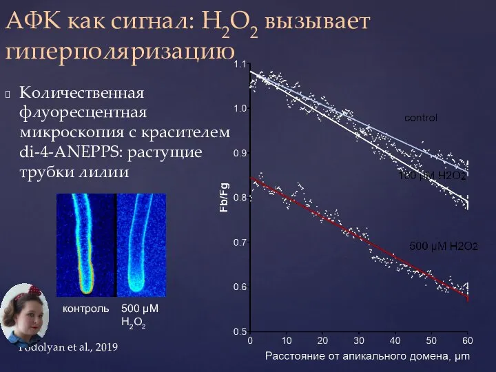 АФК как сигнал: H2O2 вызывает гиперполяризацию Количественная флуоресцентная микроскопия с красителем di-4-ANEPPS: