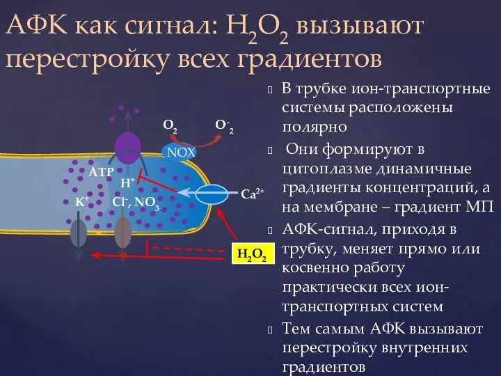 В трубке ион-транспортные системы расположены полярно Они формируют в цитоплазме динамичные градиенты