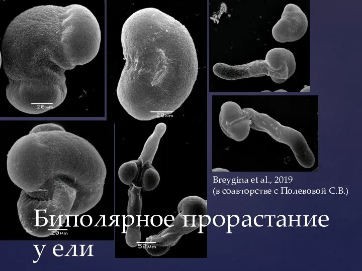 Биполярное прорастание у ели Breygina et al., 2019 (в соавторстве с Полевовой С.В.)