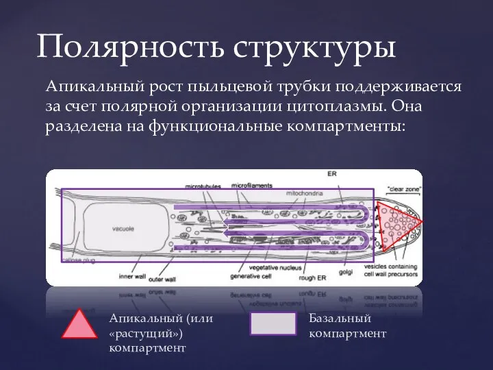 Апикальный (или «растущий») компартмент Базальный компартмент Апикальный рост пыльцевой трубки поддерживается за