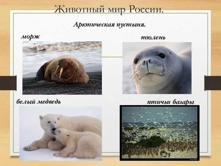 Животный мир России. Арктическая пустыня. морж белый медведь тюлень птичьи базары