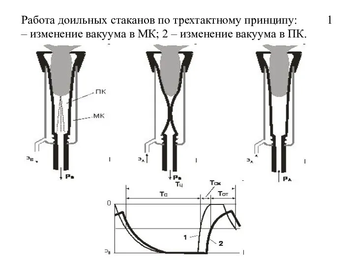 Работа доильных стаканов по трехтактному принципу: 1 – изменение вакуума в МК;