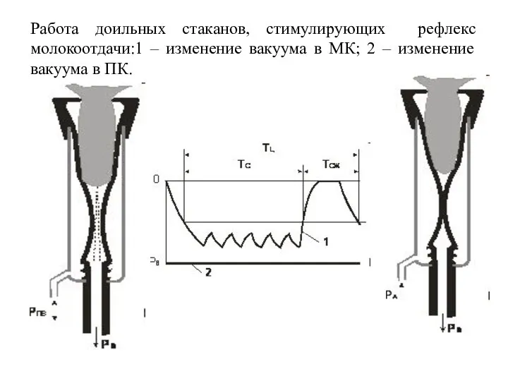 Работа доильных стаканов, стимулирующих рефлекс молокоотдачи:1 – изменение вакуума в МК; 2