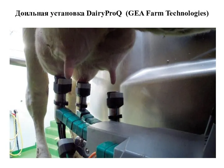 Доильная установка DairyProQ (GEA Farm Technologies)