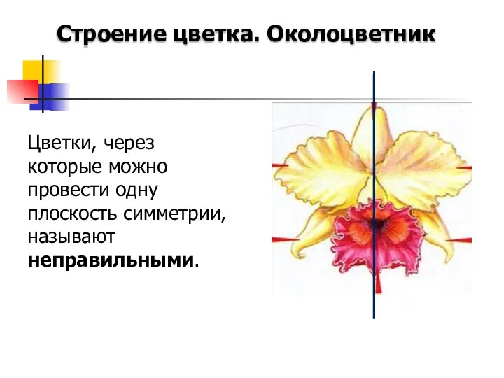 Строение цветка. Околоцветник Цветки, через которые можно провести одну плоскость симметрии, называют неправильными.