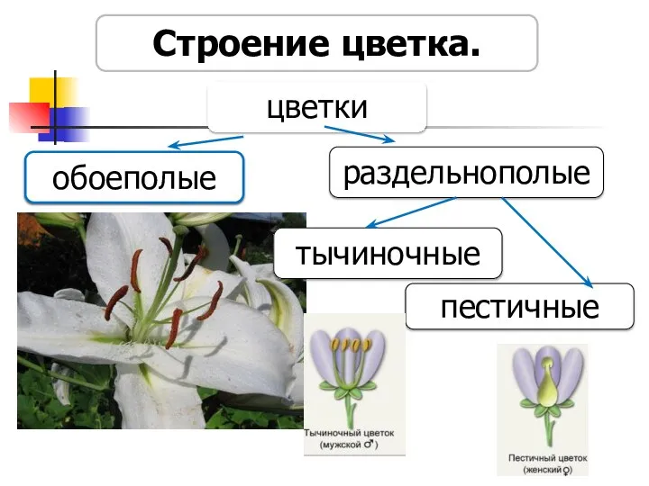 обоеполые Строение цветка. цветки