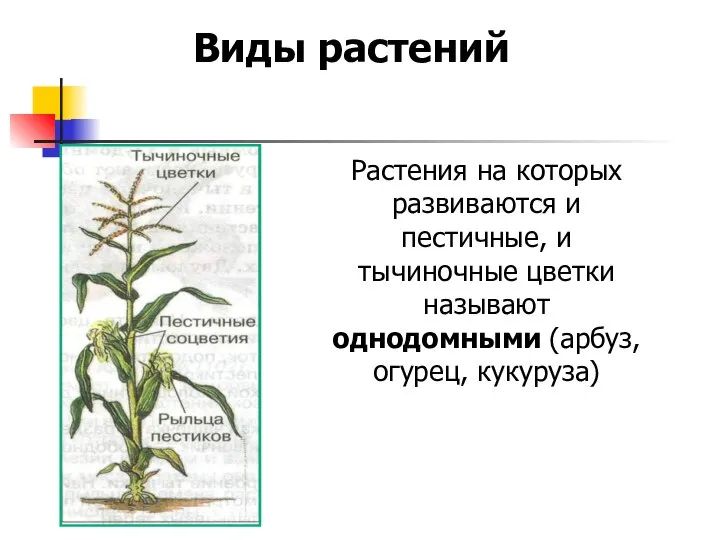 Виды растений Растения на которых развиваются и пестичные, и тычиночные цветки называют однодомными (арбуз, огурец, кукуруза)