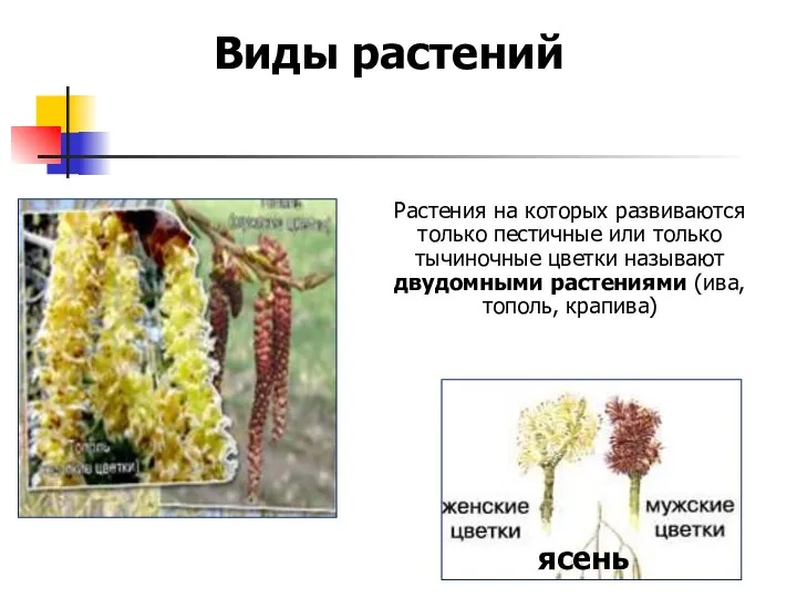 Виды растений Растения на которых развиваются только пестичные или только тычиночные цветки