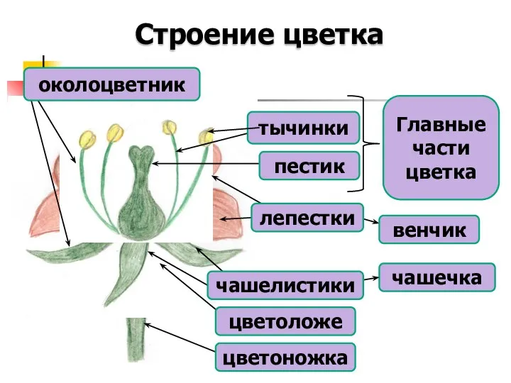 Строение цветка