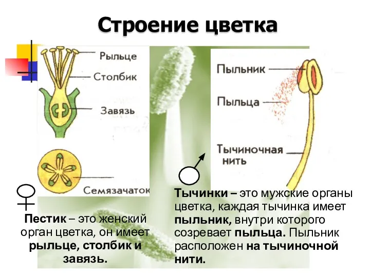 Строение цветка