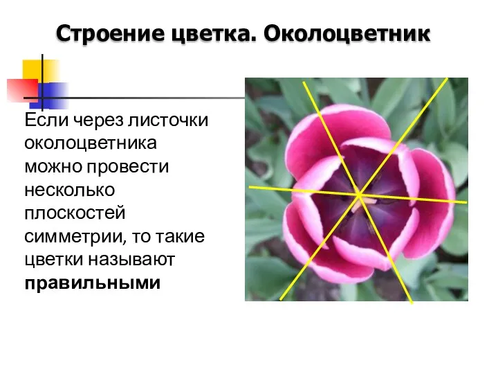 Строение цветка. Околоцветник Если через листочки околоцветника можно провести несколько плоскостей симметрии,