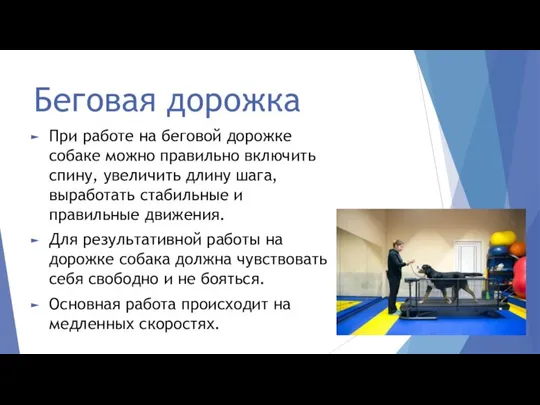 Беговая дорожка При работе на беговой дорожке собаке можно правильно включить спину,