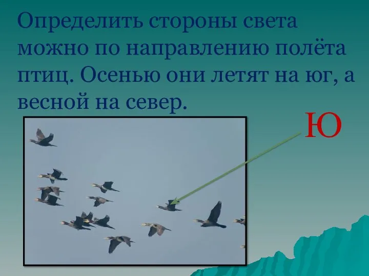 Определить стороны света можно по направлению полёта птиц. Осенью они летят на