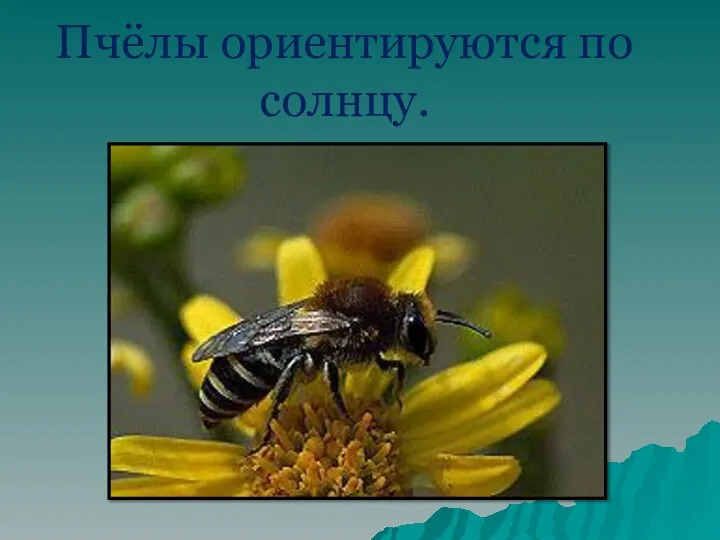 Пчёлы ориентируются по солнцу.