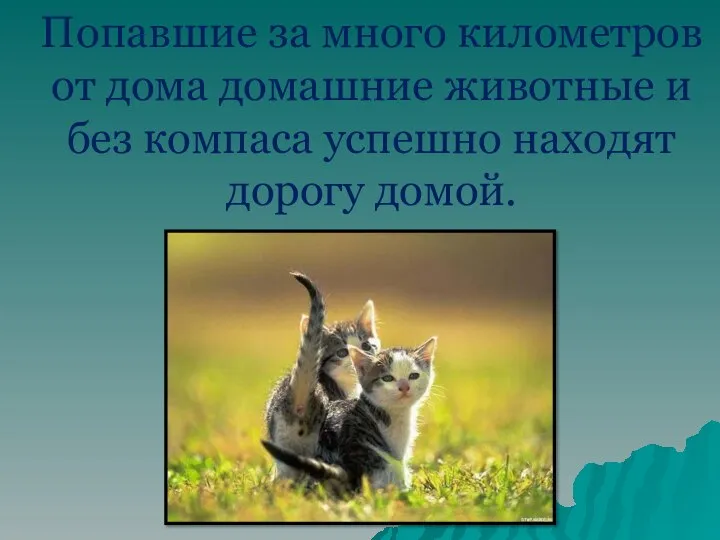 Попавшие за много километров от дома домашние животные и без компаса успешно находят дорогу домой.