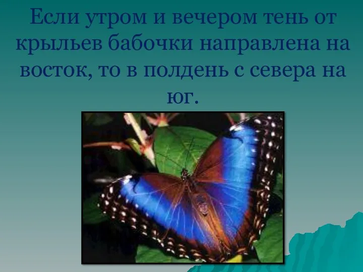 Если утром и вечером тень от крыльев бабочки направлена на восток, то