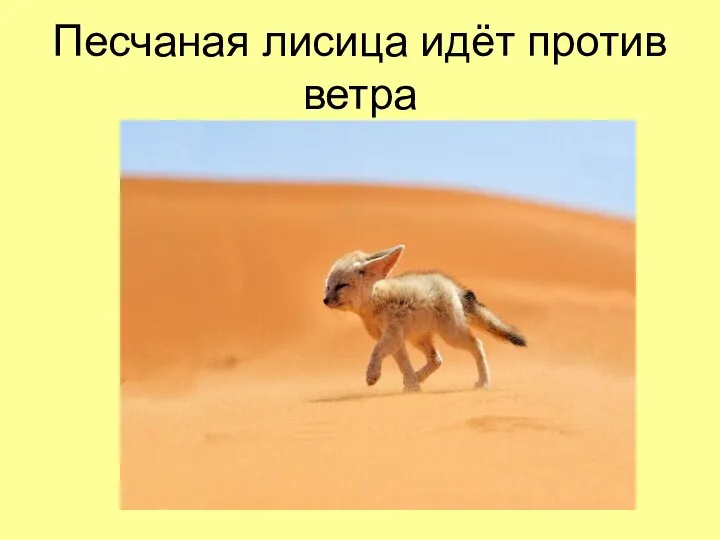 Песчаная лисица идёт против ветра