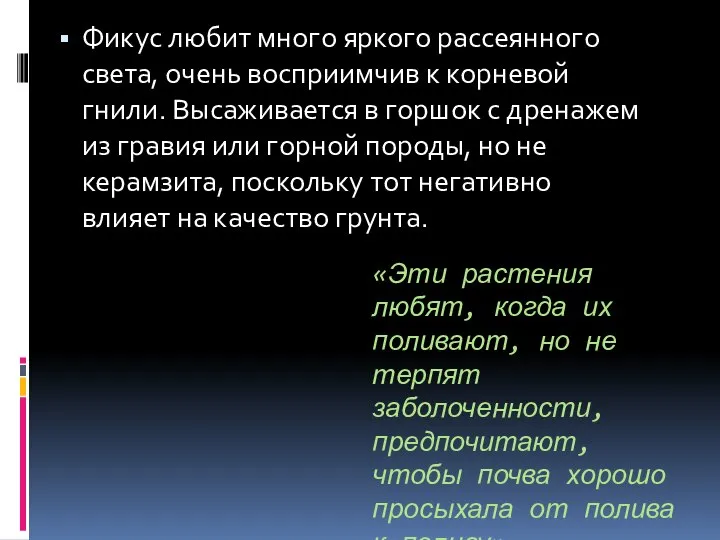 Фикус любит много яркого рассеянного света, очень восприимчив к корневой гнили. Высаживается