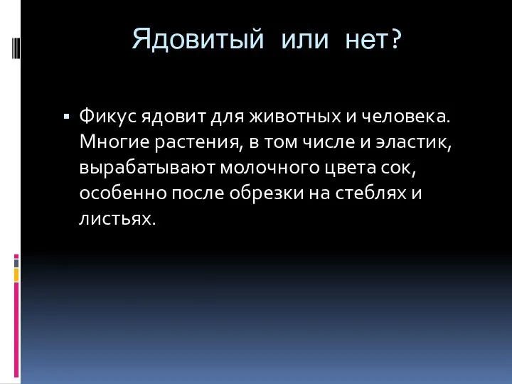 Ядовитый или нет? Фикус ядовит для животных и человека. Многие растения, в