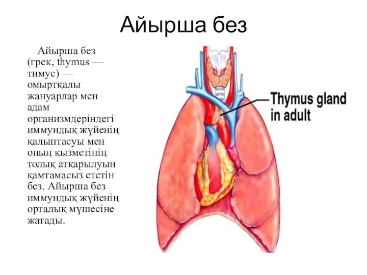 Айырша без Айырша без (грек, thymus — тимус) — омыртқалы жануарлар мен