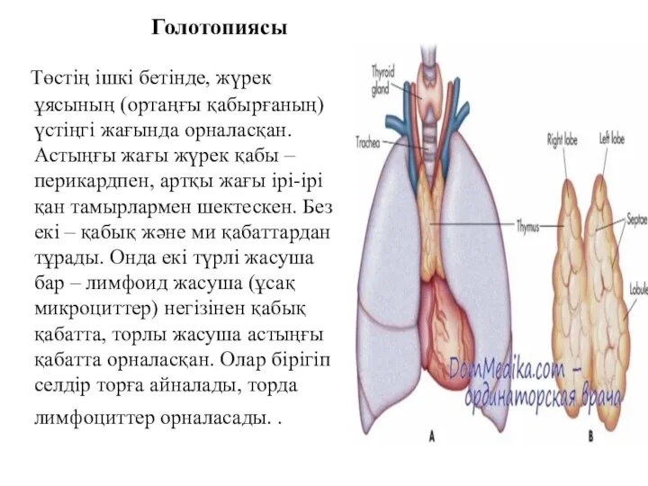 Төстің ішкі бетінде, жүрек ұясының (ортаңғы қабырғаның) үстіңгі жағында орналасқан. Астыңғы жағы