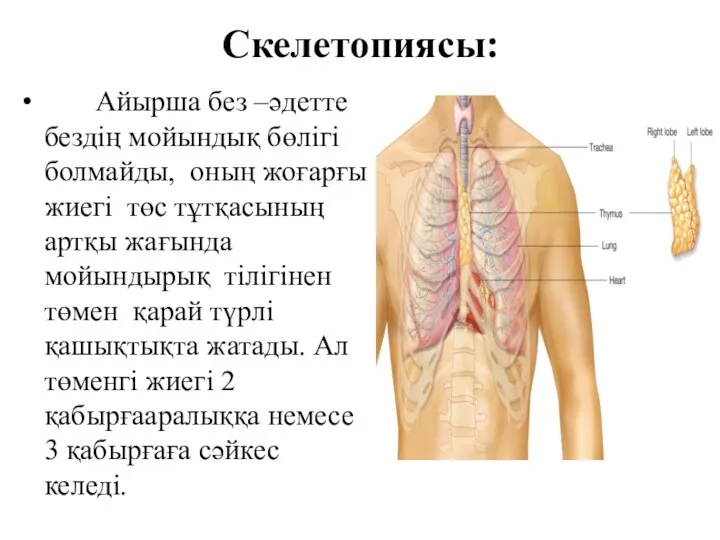 Скелетопиясы: Айырша без –әдетте бездің мойындық бөлігі болмайды, оның жоғарғы жиегі төс