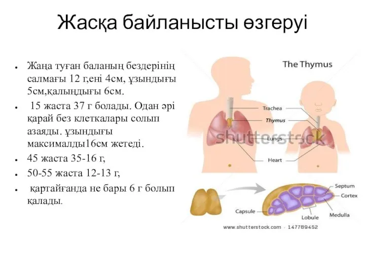 Жасқа байланысты өзгеруі Жаңа туған баланың бездерінің салмағы 12 г,ені 4см, ұзындығы