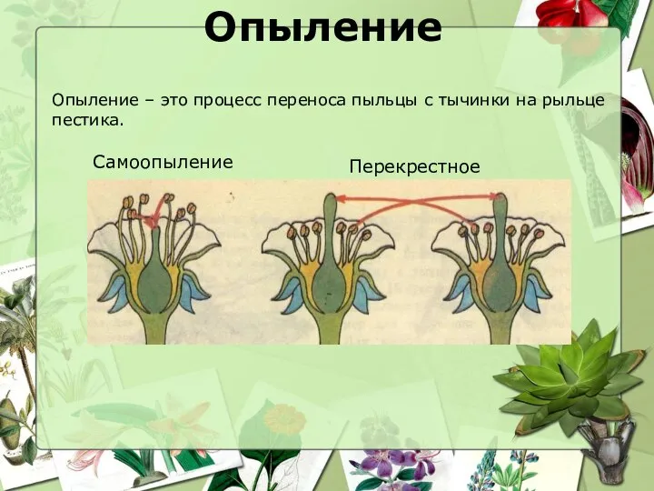 Опыление Опыление – это процесс переноса пыльцы с тычинки на рыльце пестика. Самоопыление Перекрестное