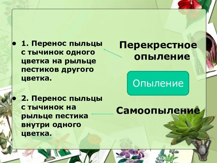 1. Перенос пыльцы с тычинок одного цветка на рыльце пестиков другого цветка.