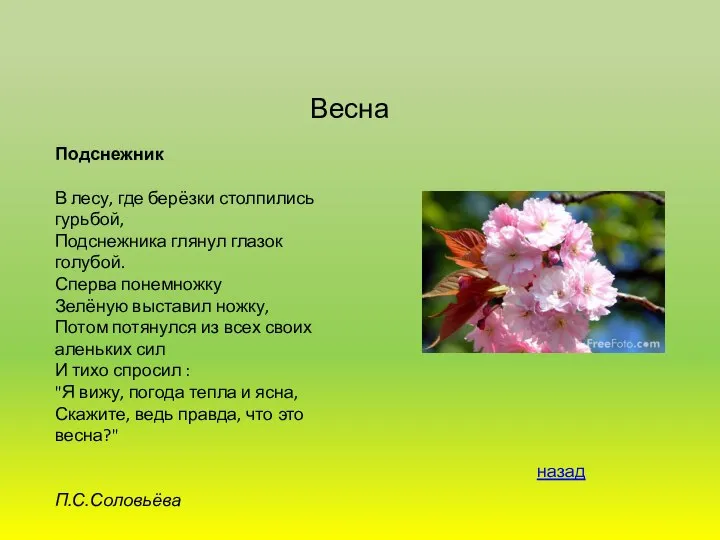 Весна Подснежник В лесу, где берёзки столпились гурьбой, Подснежника глянул глазок голубой.