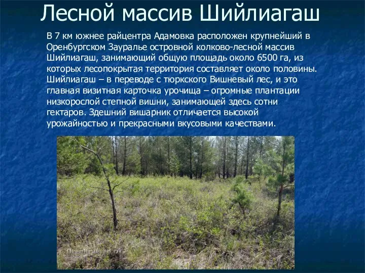 Лесной массив Шийлиагаш В 7 км южнее райцентра Адамовка расположен крупнейший в