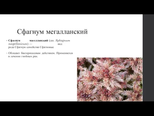 Сфагнум мегалланский Сфагнум магелланский (лат. Sphagnum magellanicum) — вид рода Сфагнум семейства