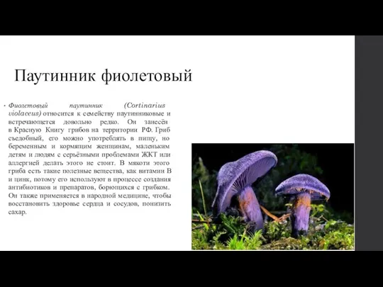 Паутинник фиолетовый Фиолетовый паутинник (Cortinarius violaceus) относится к семейству паутинниковые и встречающется