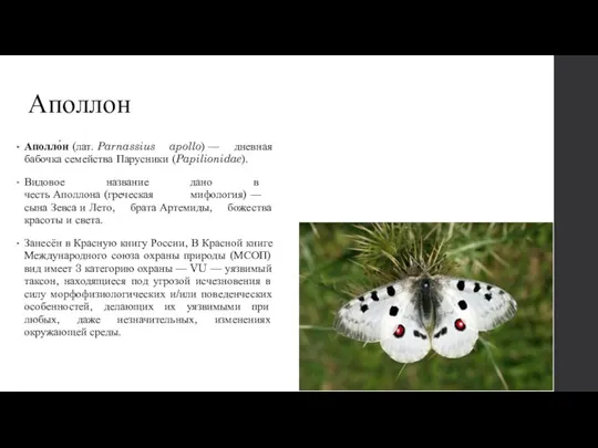 Аполлон Аполло́н (лат. Parnassius apollo) — дневная бабочка семейства Парусники (Papilionidae). Видовое