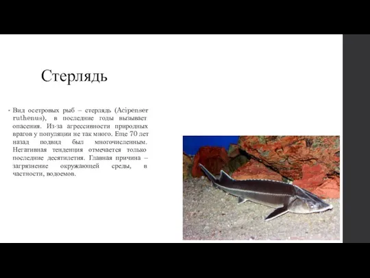 Стерлядь Вид осетровых рыб – стерлядь (Acipenser ruthenus), в последние годы вызывает
