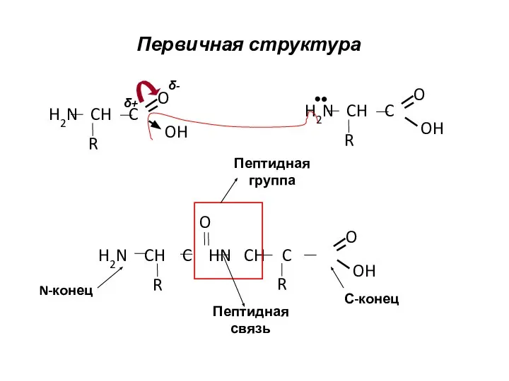 Первичная структура H2N CH C OH O R H2N CH C OH