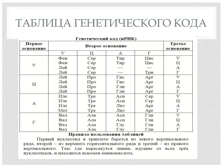 ТАБЛИЦА ГЕНЕТИЧЕСКОГО КОДА