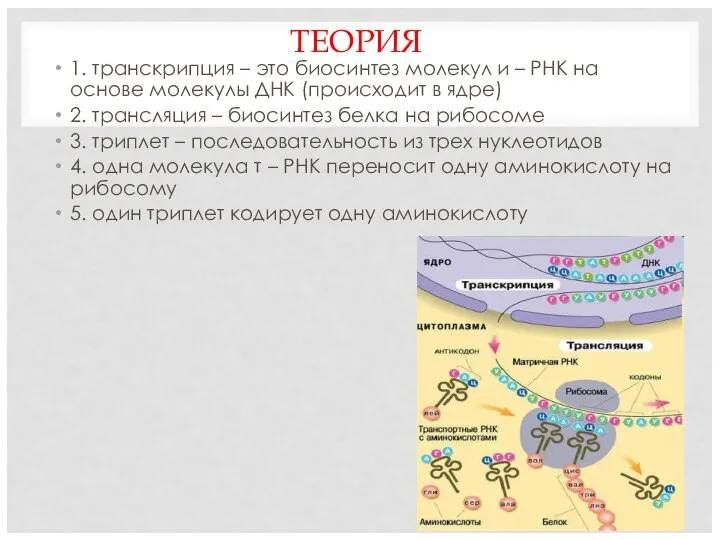 ТЕОРИЯ 1. транскрипция – это биосинтез молекул и – РНК на основе