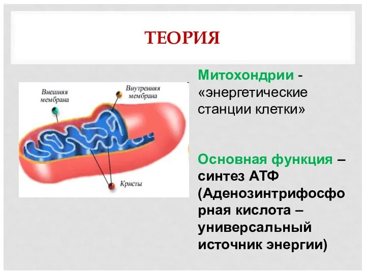ТЕОРИЯ Митохондрии - «энергетические станции клетки» Основная функция – синтез АТФ (Аденозинтрифосфорная