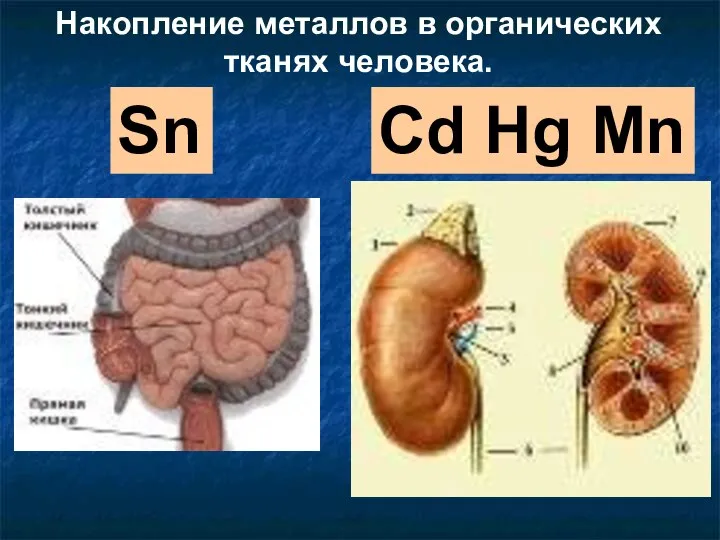 Sn Cd Hg Mn Накопление металлов в органических тканях человека.