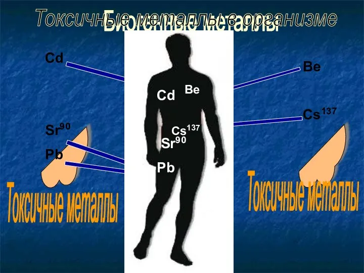 Биогенные металлы Mg Zn K Ca Cd Sr90 Pb Be Cs137 Токсичные