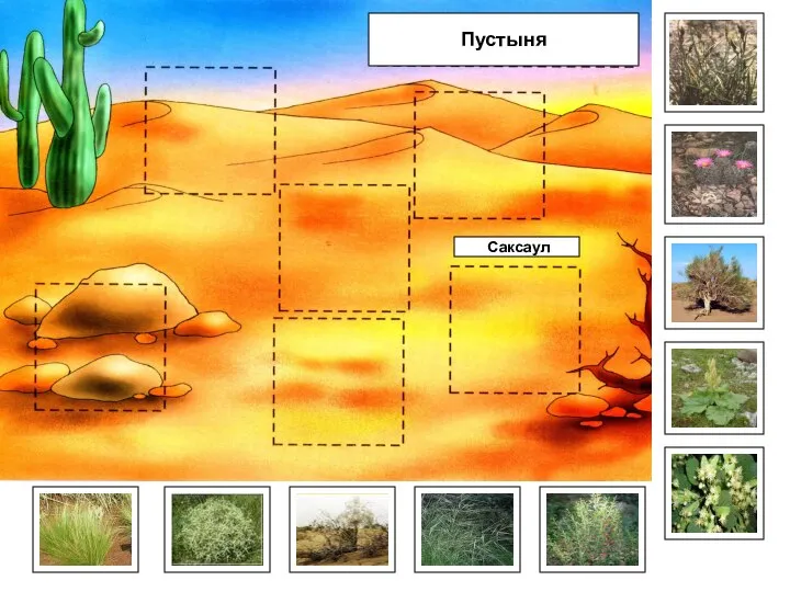 Саксаул Пустыня